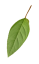 Leaf 2